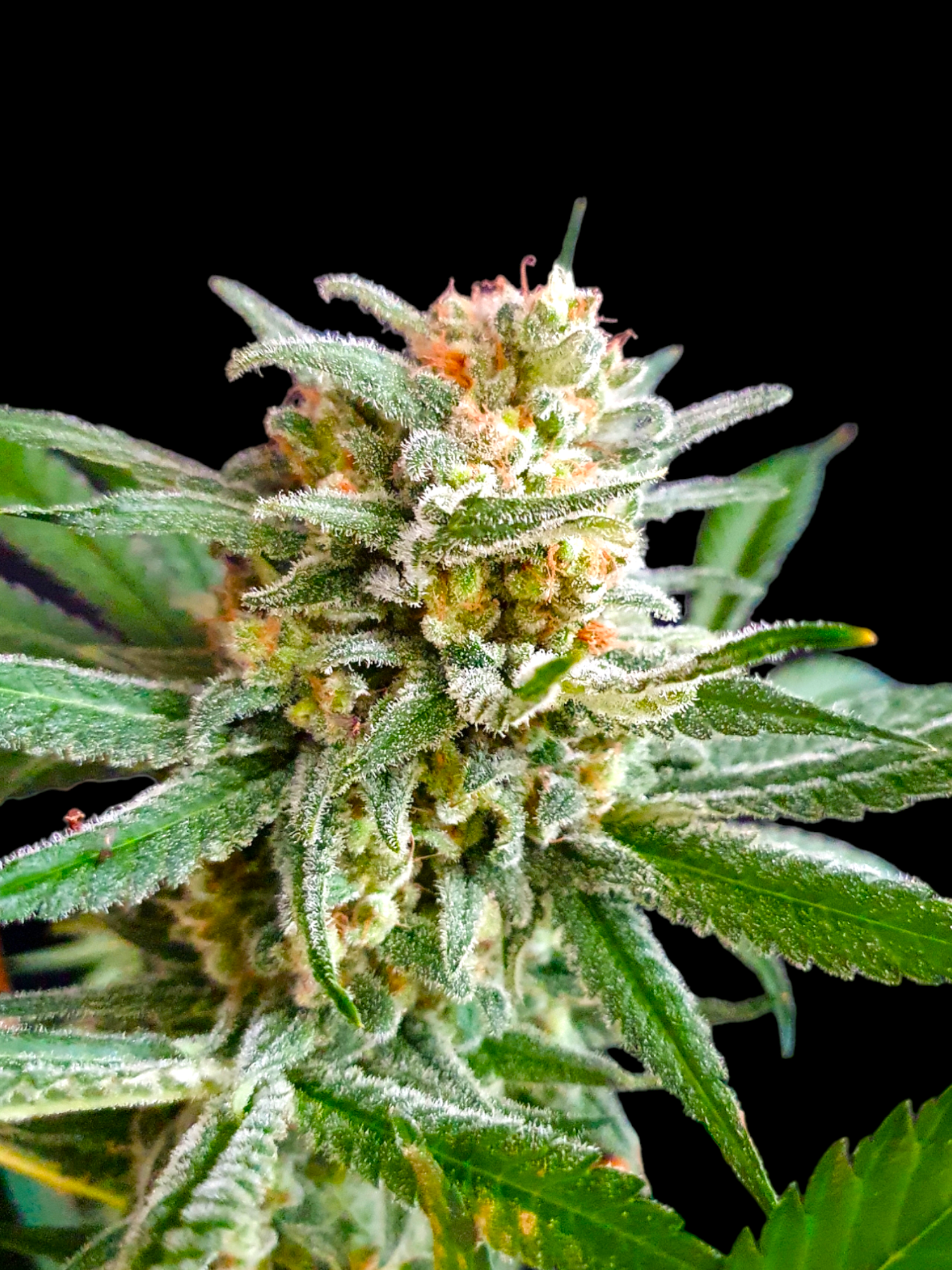 SLURRICANE cannabis strain by BSB Genetics