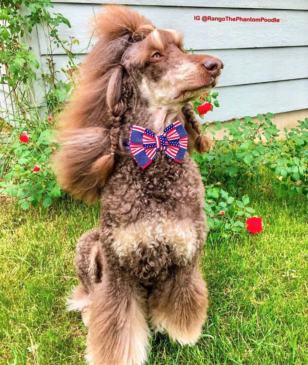 Phantom Poodle What Does Phantom Color Mean In Poodles Red Phantom Poodle 