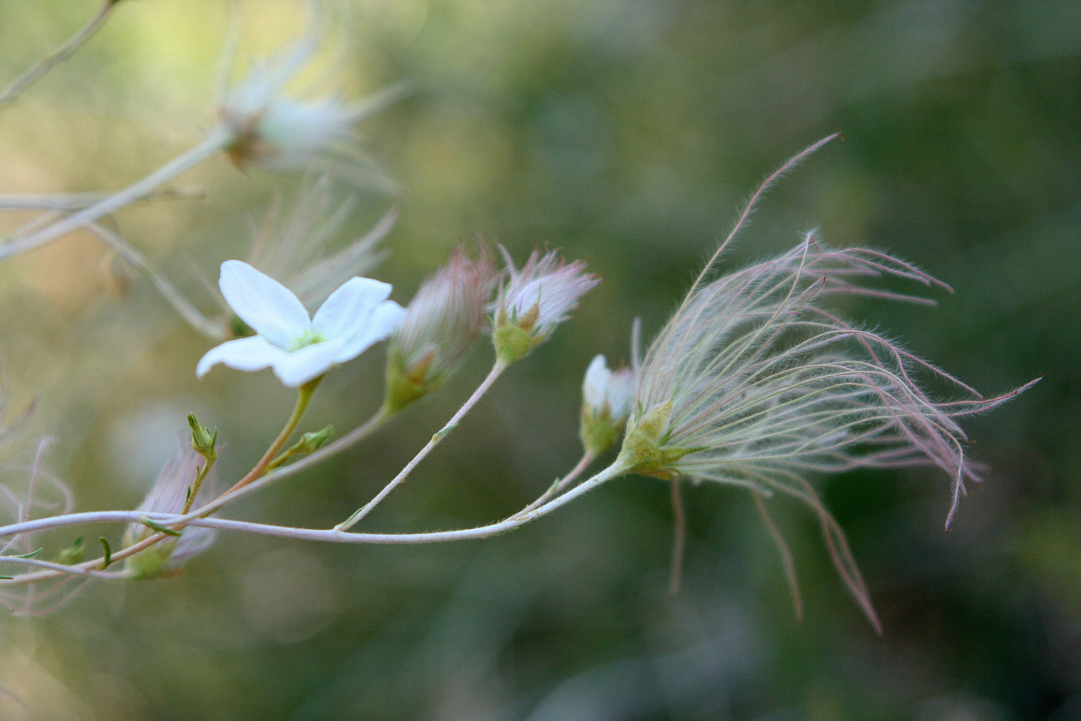 Paper Flower