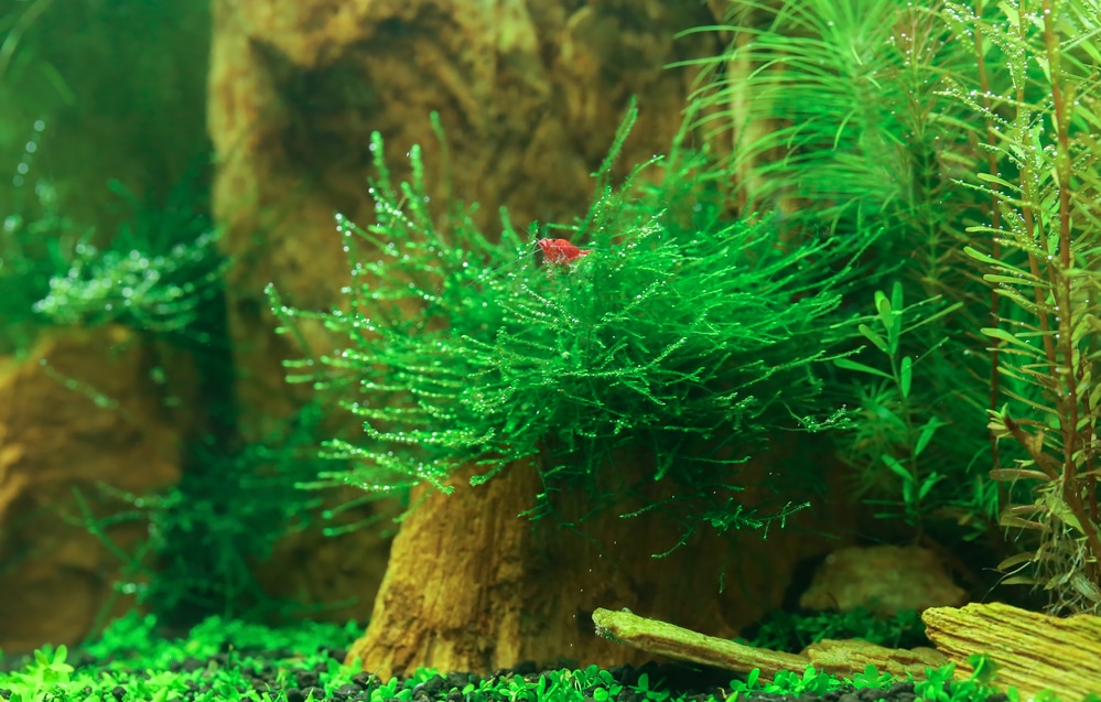 Plant Seeds Fish Tank Aquarium Aquatic Water Grass Decor 