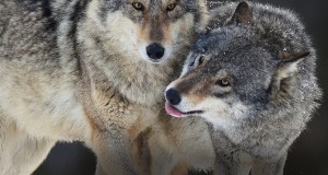 Mësuam shumë për politikën duke folur për… ujqërit