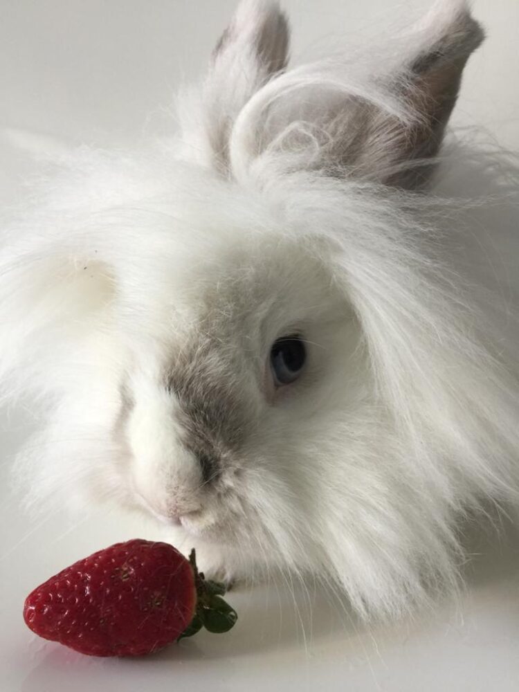 Can rabbits have fruit?