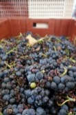 DSC02573 Grapes pre-triage