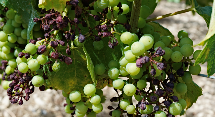 Chablis Grand Cru - July 2023