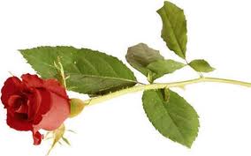 Will roses be thrown for a Bravo! Performance when BPAC present their budget and business plan?