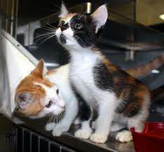 kittens looking for a new home