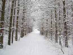 Conservation trail winter with trees either side