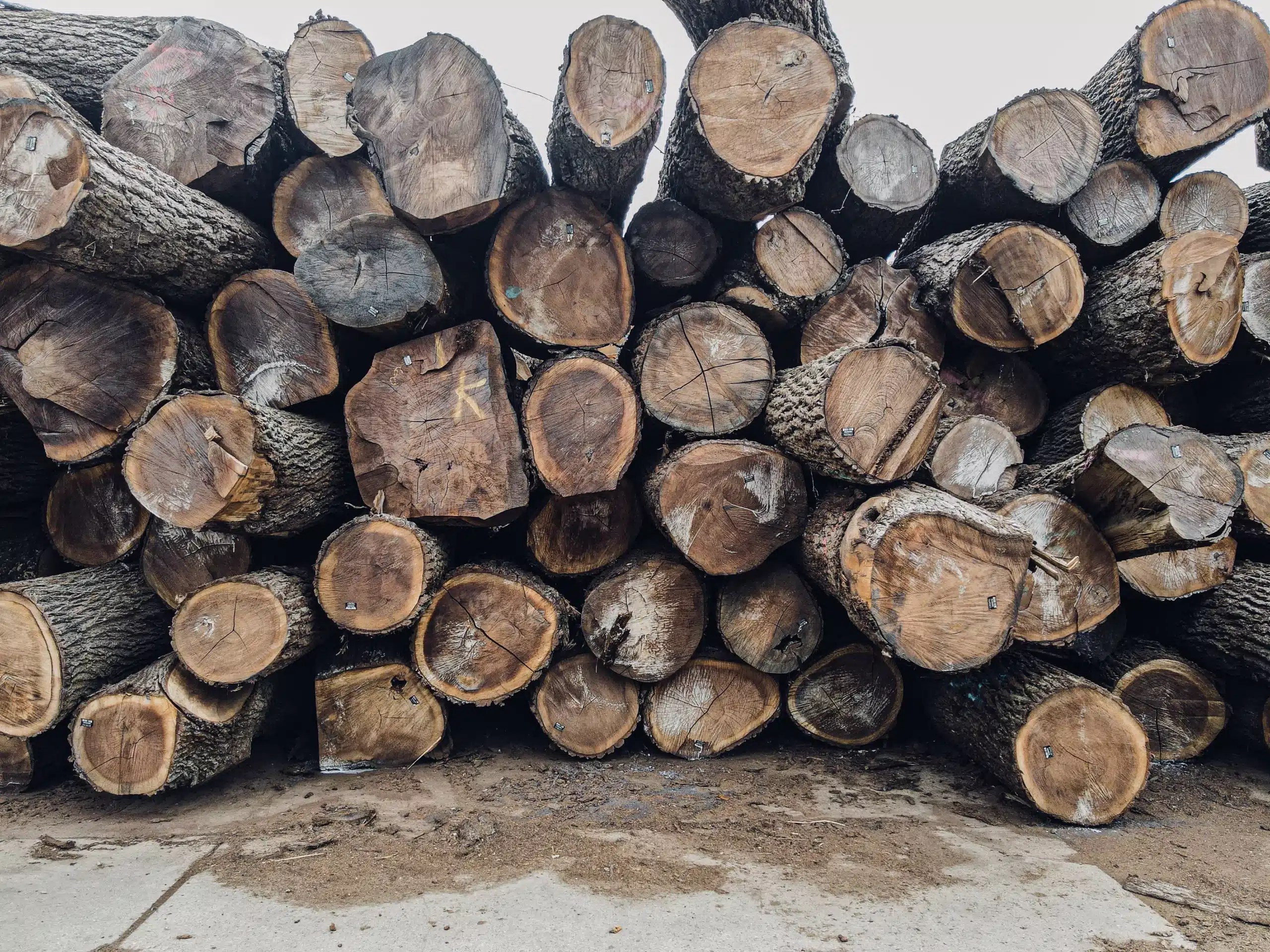 Knowing your woodlot: hardwoods vs. softwoods