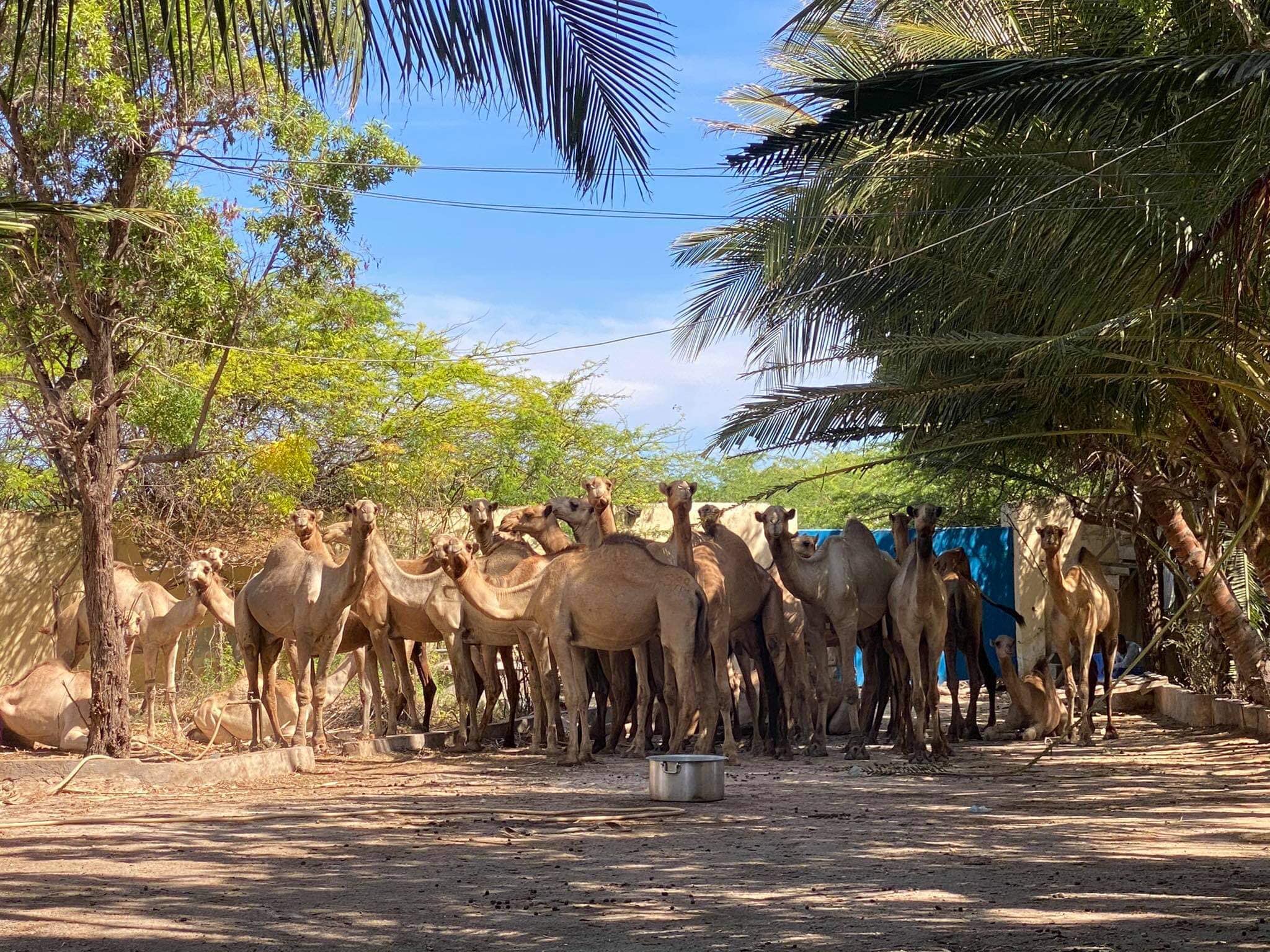 Xog: Odayaashii Geela u geeyay ciidamada Badbaado qaran oo loo hanjabay