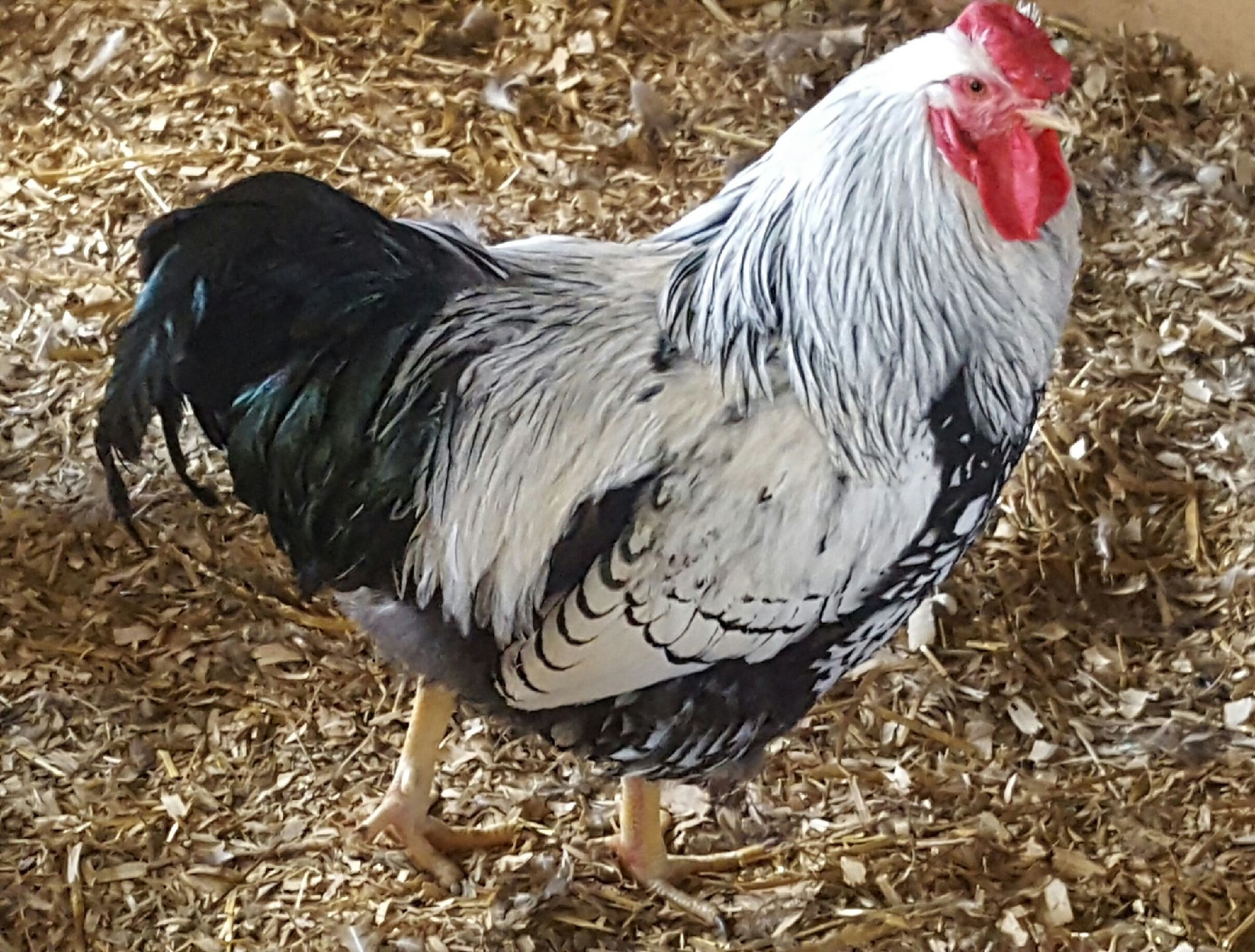 Australorp Chickens For Sale Central Sydney Near Strathfield