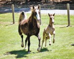 Smoke and Modoc on the run