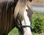 Modoc2