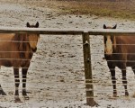 Mares in Snow
