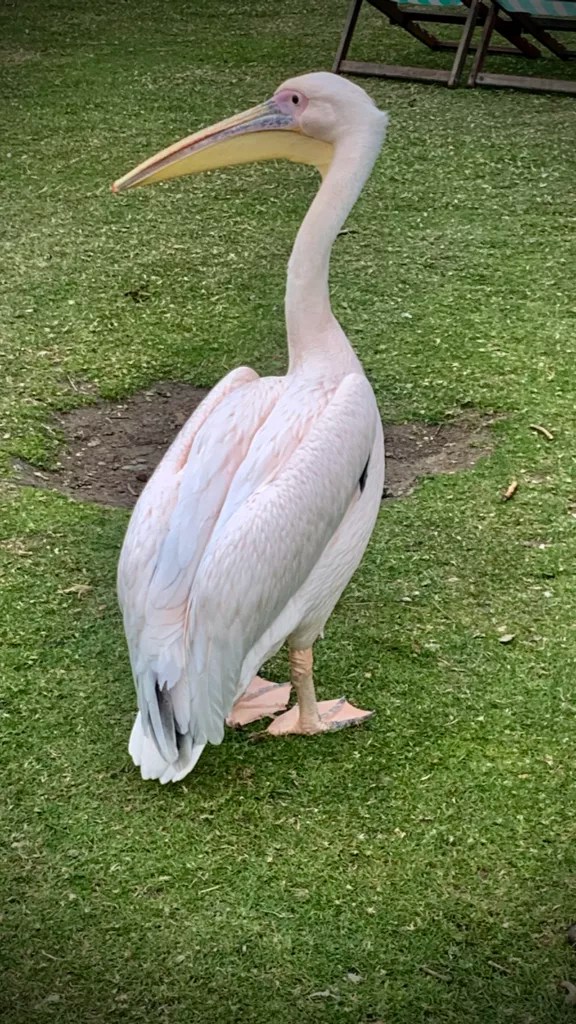 Pelikaan