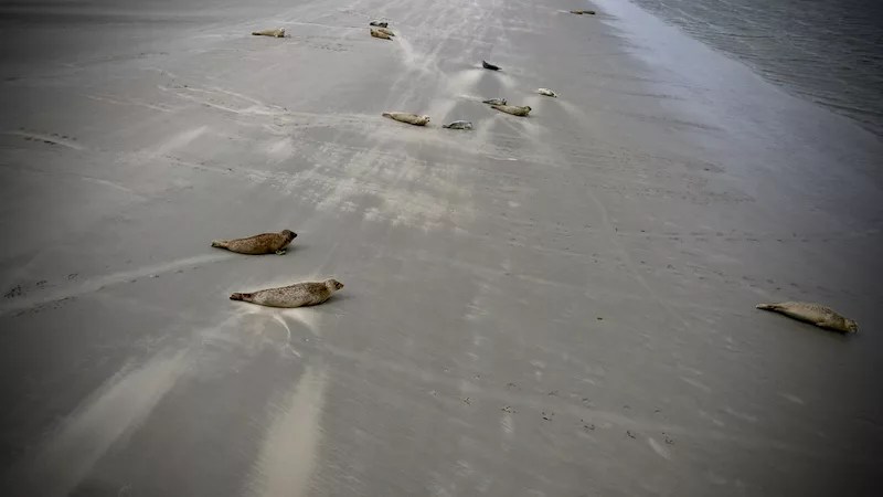 zeehonden Schelde