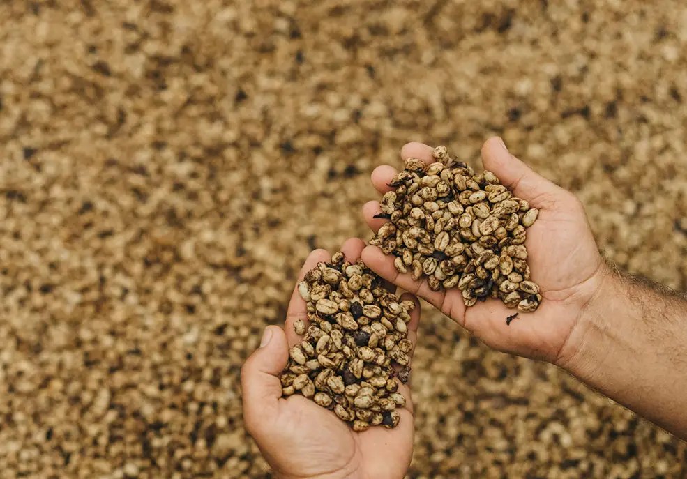 Coffee Processing 101 Caf Britt - Perfect Retina Space Images | Free Download