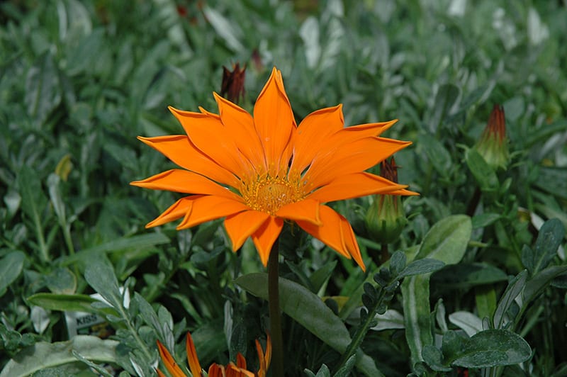 Brighten your landscape with pops of bright color by discovering which types of orange flowers would bloom best in your garden. New Day Clear Orange Gazania Calloway S Nursery