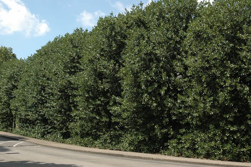 Nellie Stevens Holly Ilex X Nellie Stevens From Taylor S Nursery