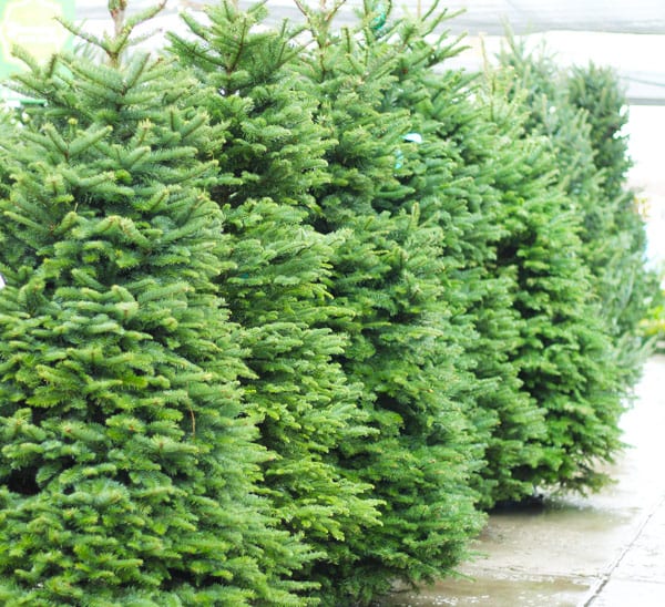 We found stunning modern christmas trees that will refresh your halls and inspire you this holiday season. Christmas Calloway S Nursery