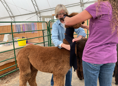 Two handlers apply a black neck wrap to an alpaca, rolling the fabric evenly upward around the neck.