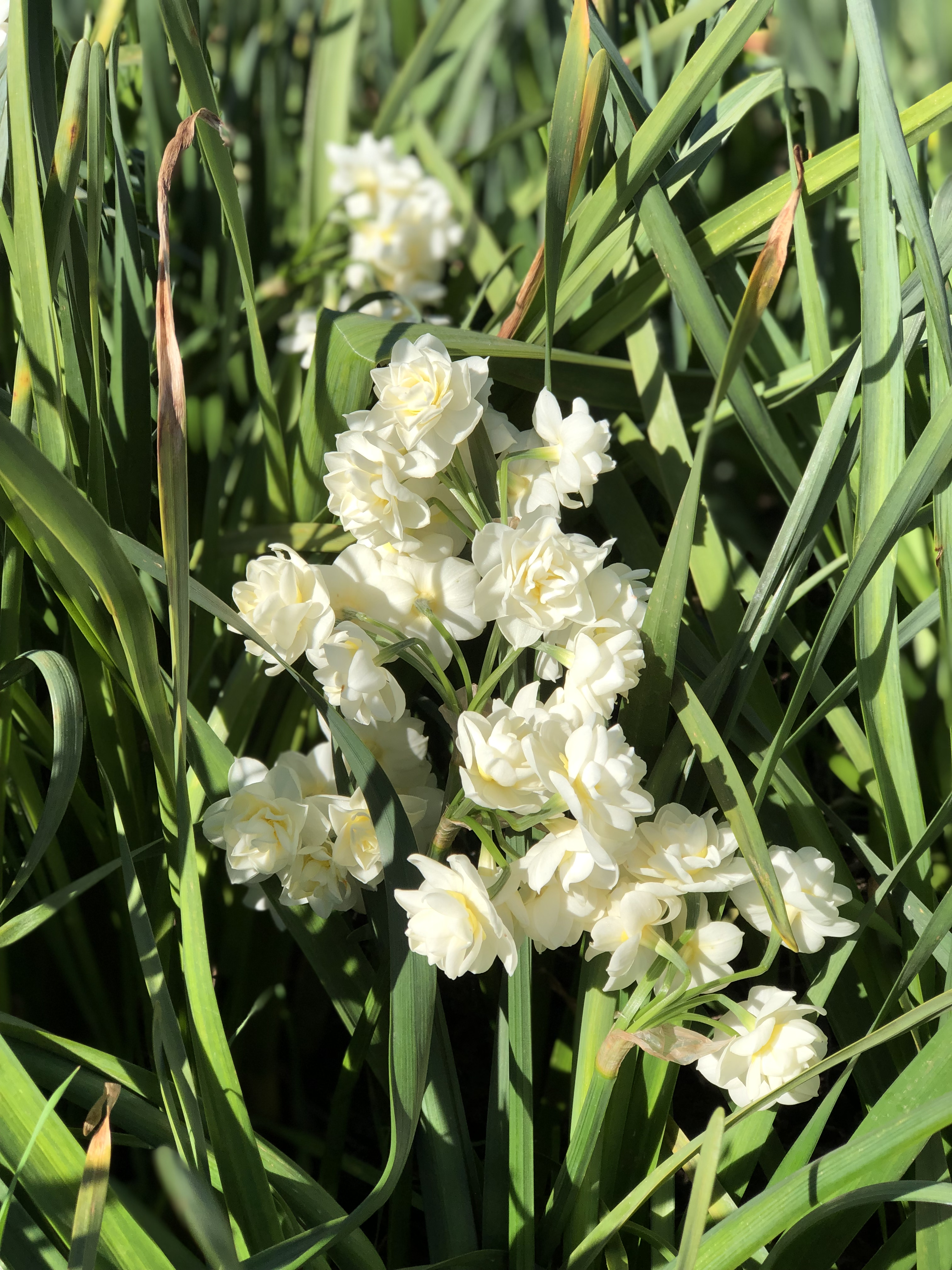 Narcissus Cheerfulness.