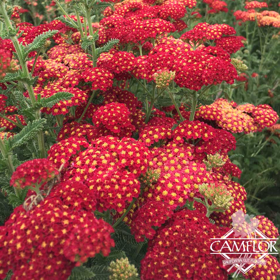 Yarrow Cottage Red CamFlor, Inc.