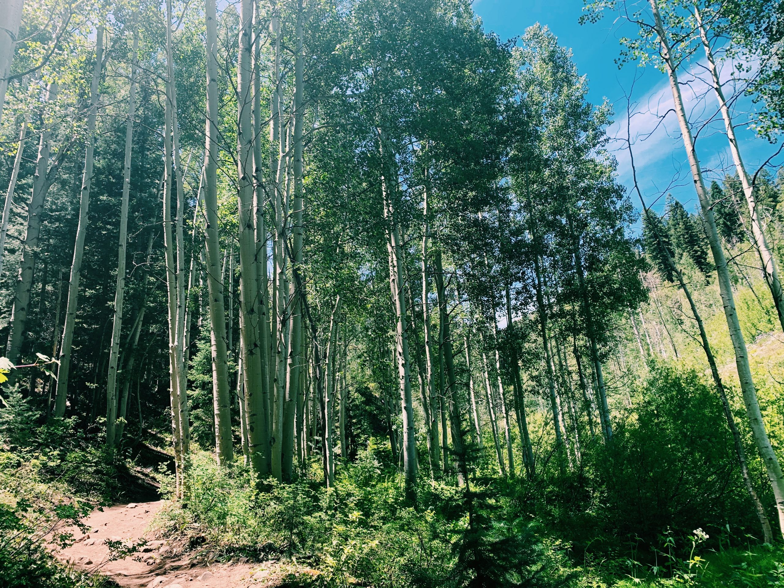 Content marketing for forests