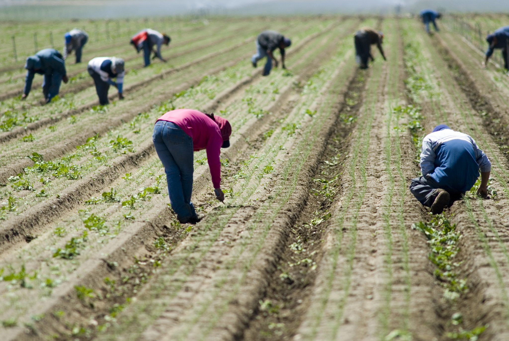 Temporary Foreign Workers in Canada Increasingly becoming permanent residents in Canada