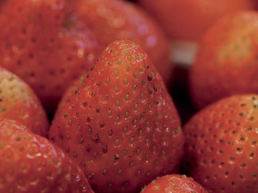 Turisme-Rural-Can-Faine1