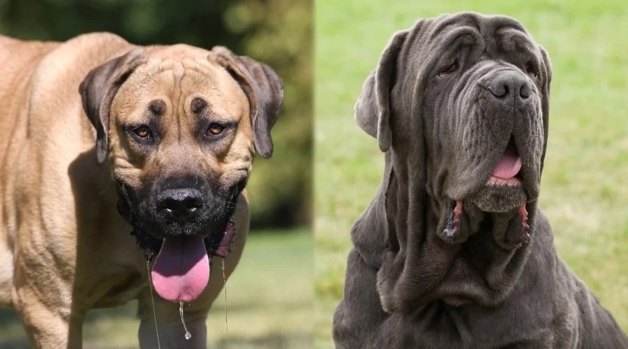 English Mastiff Vs Neapolitan Mastiff: Gentle Giants Face-Off