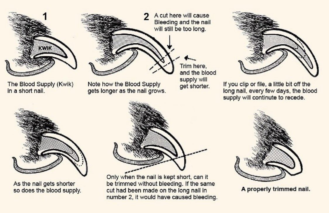 Make your home safe and comfortable for your best furry friend. The At Home Guide To Trimming Your Dog S Nails Canine To Five