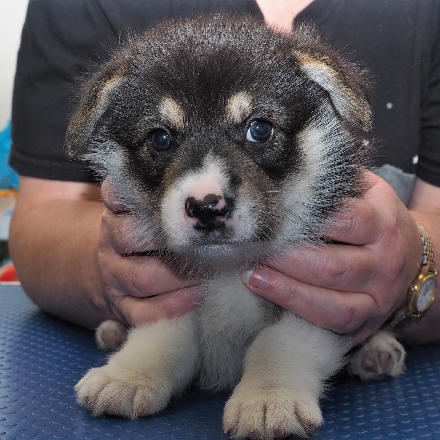 Markorgi 'C' Litter - Cinnamon