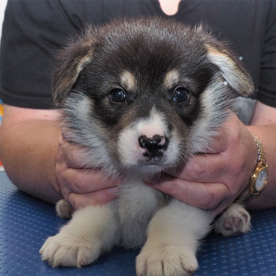 Markorgi 'C' Litter - Cinnamon