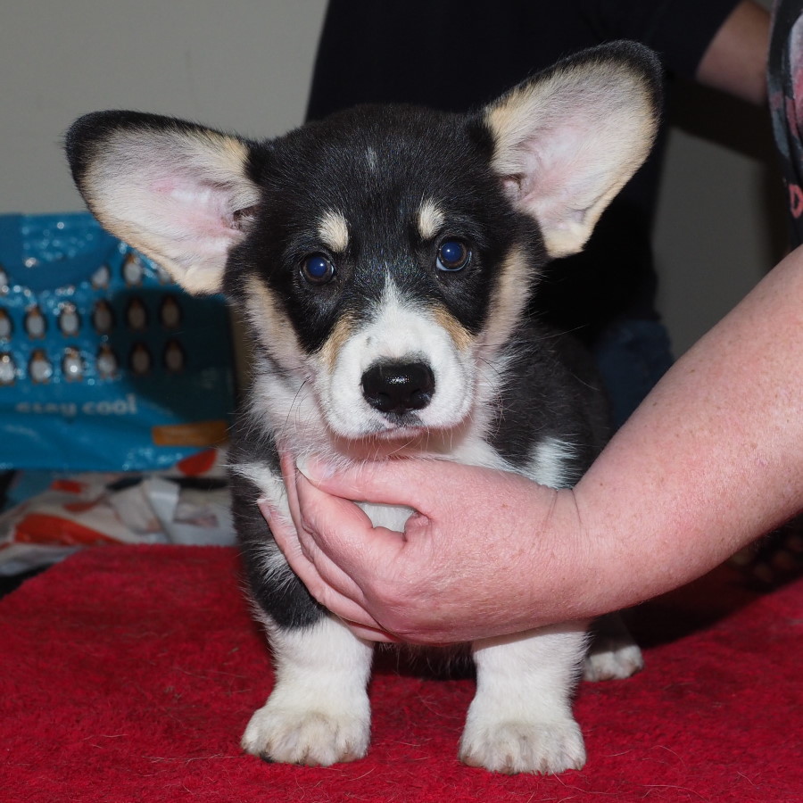 Markorgi ‘C’ Litter – Coco – April 2021