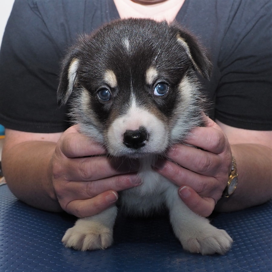 Markorgi 'C' Litter - Coco