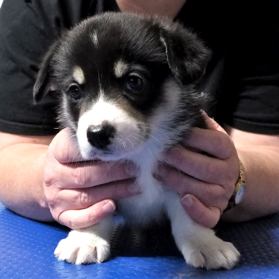 Markorgi 'C' Litter - Coco