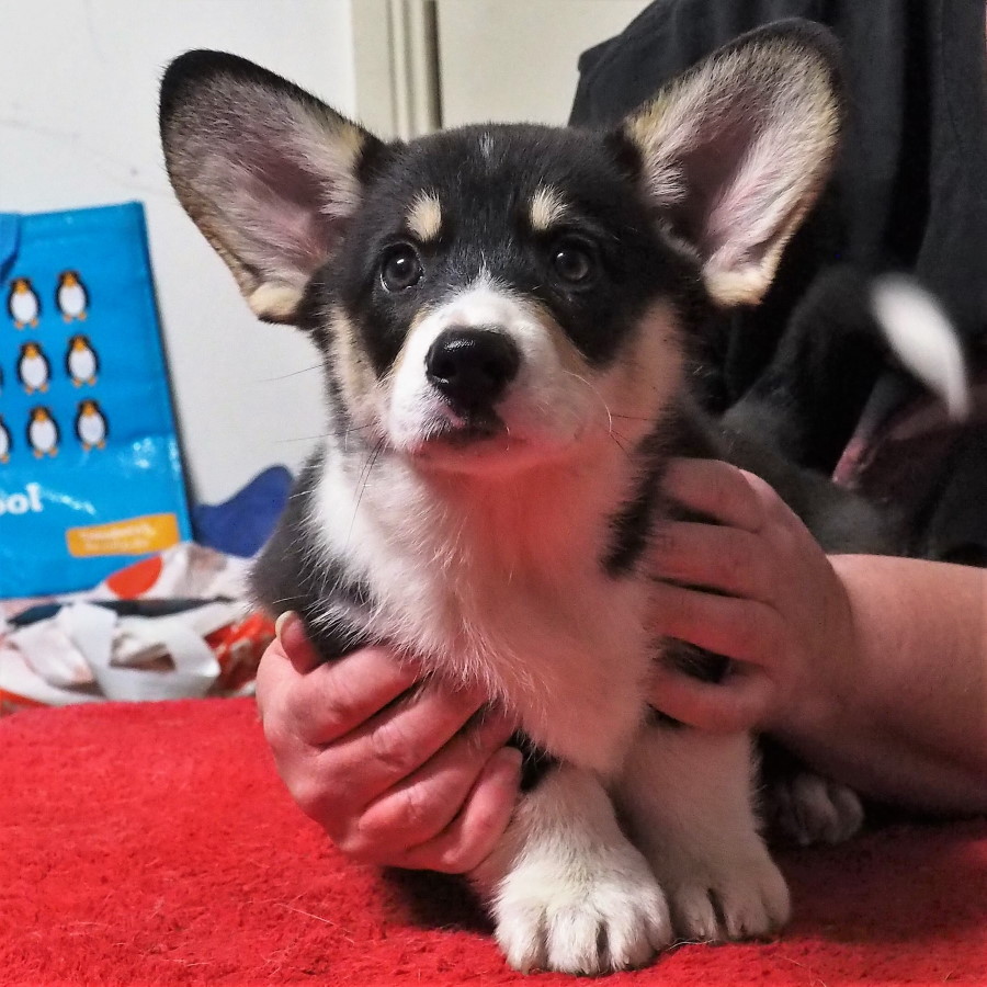 Markorgi ‘C’ Litter – Coco – April 2021