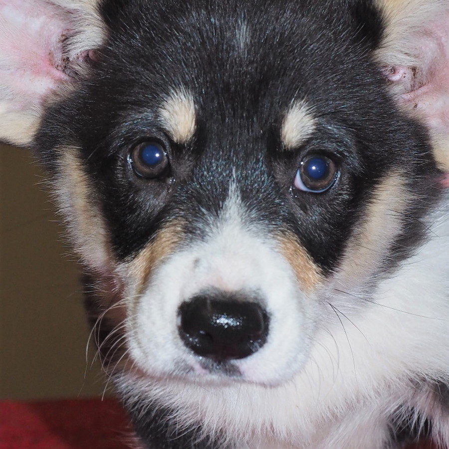 Markorgi ‘C’ Litter – Coco – April 2021