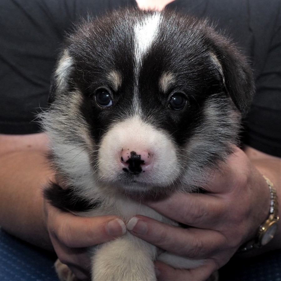 Markorgi 'C' Litter - Connor