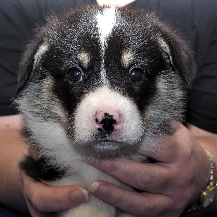 Markorgi 'C' Litter - Connor