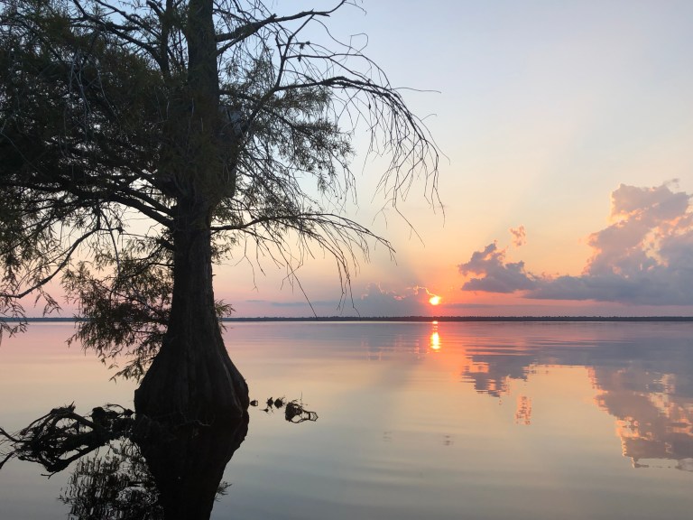 Silhouette of lone tree against a sunset background in the Dismal Swamp
