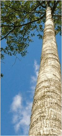 Poplar Genus Description Major Species Facts Britannica