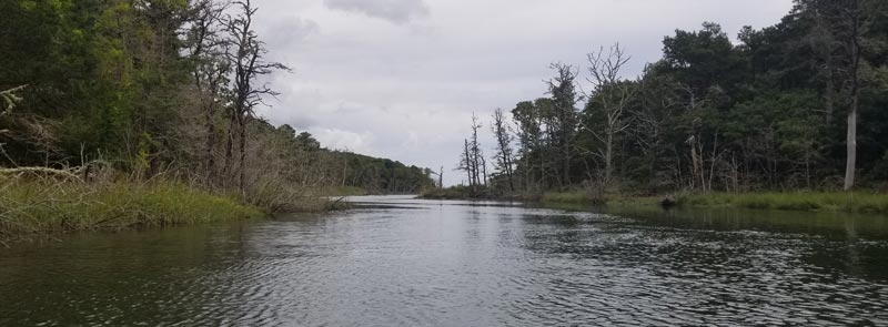 Muddy creek is a slow, meandering tidal river with a gentle current perfect for beginner kayakers.