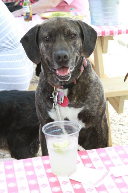 Fundraiser planned in orleans for animal rescue league’s brewster shelter