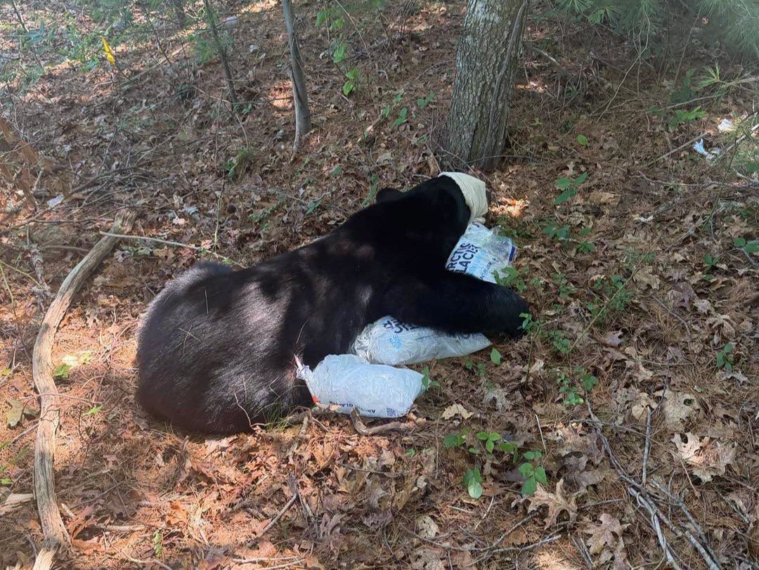 Black Bear Relocation in Bourne: Police Action and Wildlife Safety (2026)