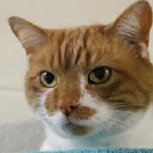 Aslan Burcu Kedi Ve Ozellikleri Ajanimo