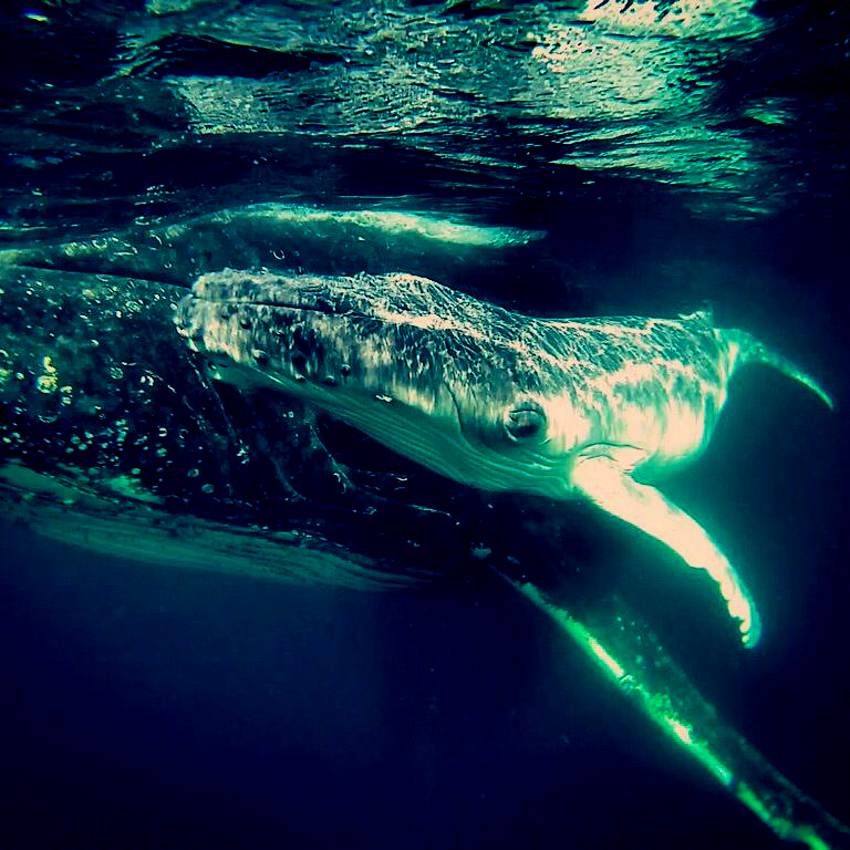 mother and calf whales