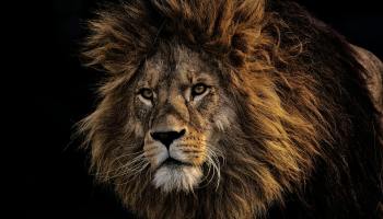 brown lion