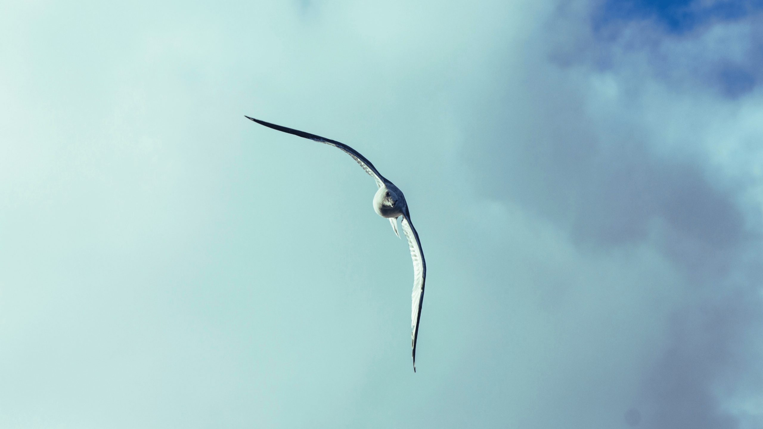RECs bird