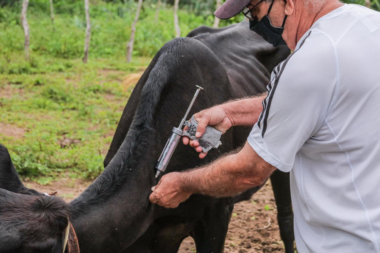 Campanha de vacinação contra febre aftosa se encerra na próxima segunda-feira